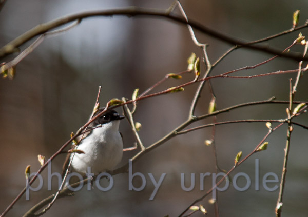 kirjosieppo_uros