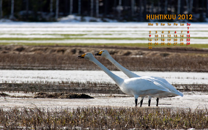 Huhtikuu 2012 kalenterikuva